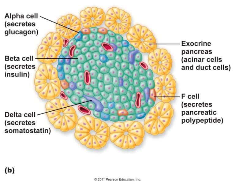 Celulele beta pancreatice – noua metoda de monitorizare