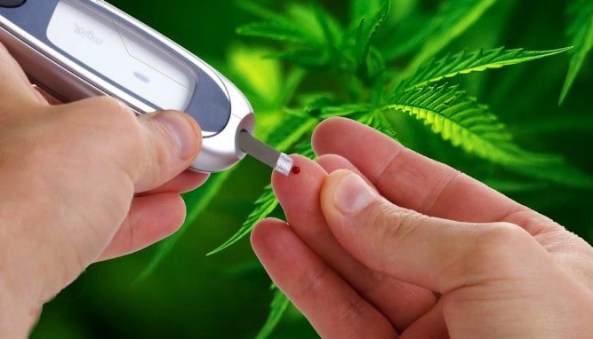 Cannabis si diabet