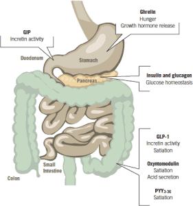 Hormonii gastro-intestinali implicati in etiopatogenia obezitatii