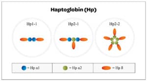 Microsoft Word   PMJ haptoglobin 13AUG revised.docx
