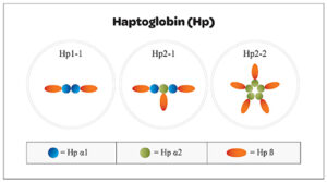 Haptoglobina si diabetul zaharat